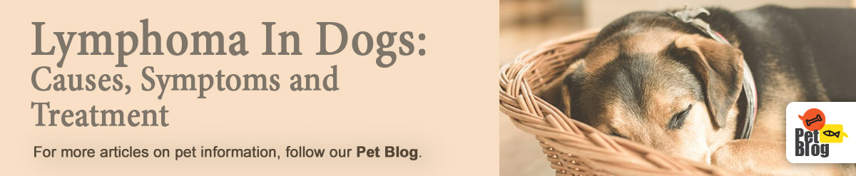 Banner-PetBlog-Lymphoma-In-Dogs-Nov20.jpg