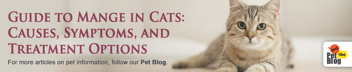Banner-PetBlog-Guide-to-Mange-in-Cats-Aug20.jpg