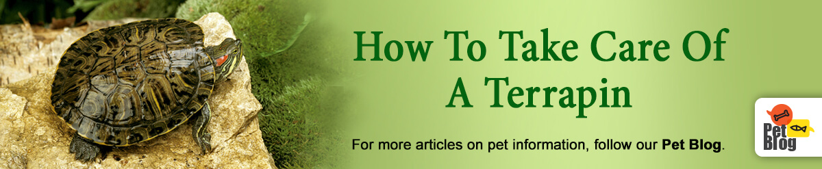 Banner-PetBlog-TakeCareOfTerrapin-Sep21.jpg