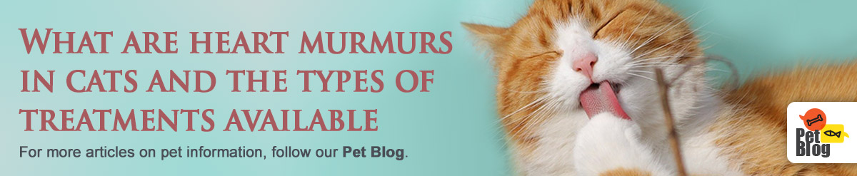 Banner-PetBlog-Heart-Murmurs-Aug20.jpg